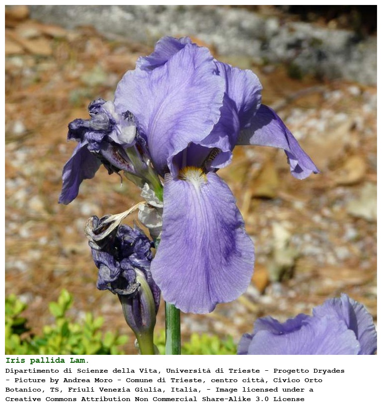 Iris pallida Lam.